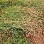 Themeda triandra ശീലം