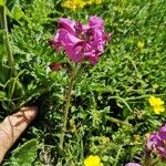 Pedicularis cenisia Flower