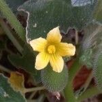 Ecballium elaterium Flower