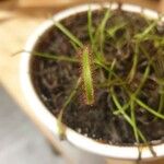 Drosera capensis Blad