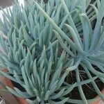 Dudleya densiflora Hoja