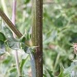 Cirsium arvense Rinde