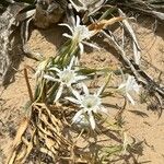 Pancratium maritimumപുഷ്പം