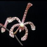 Arachnis flos-aeris Flower