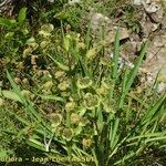 Bupleurum angulosum Hábito