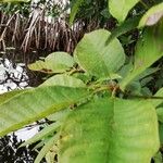 Vitex grandifolia Leaf