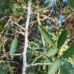 Searsia gueinzii Leaf