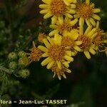 Jacobaea erucifolia Квітка