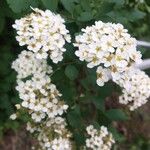 Spiraea × vanhouttei花