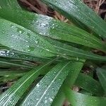 Setaria palmifolia Leaf