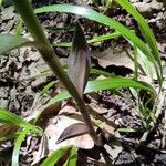 Epipactis microphylla Yaprak
