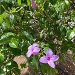 Cryptostegia madagascariensis Leaf