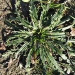 Plantago serraria Hábito