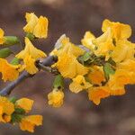 Pterocarpus angolensis Flor