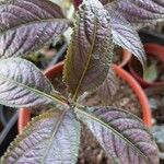 Strobilanthes auriculata Лист