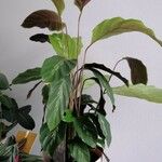 Goeppertia undulata 葉