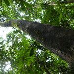Dichostemma glaucescens Bark