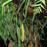 Ophioglossum pendulum Hábito