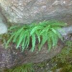 Asplenium trichomanes-ramosum অভ্যাস