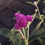 Gomphrena globosaFlor