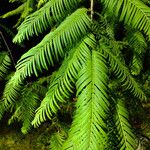 Metasequoia glyptostroboides Hoja