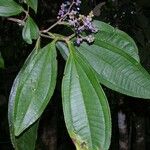 Miconia prasina Прочее