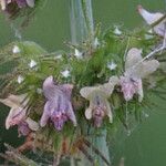 Mesosphaerum pectinatum Flower