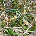 Carex caryophyllea Квітка