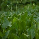 Caldesia parnassifolia Blad