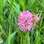 Trifolium pratenseFlower