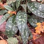 Pulmonaria saccharata Лист