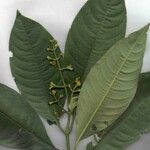 Palicourea brachiata その他の提案