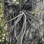 Tillandsia pohliana 整株植物