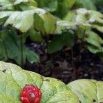 Hydrastis canadensis Fruit