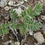 Astragalus sesameus Leaf