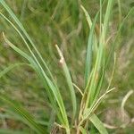 Carex ferruginea Habit