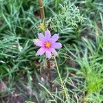 Cosmos parviflorus Квітка