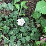 Erodium reichardii Blomst