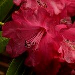 Rhododendron strigillosum 花