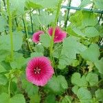 Malope trifida Flower