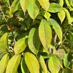 Acer carpinifolium Likasa