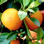 Citrus × aurantiifolia Fruit