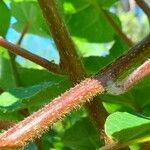 Actinidia chinensis Bark