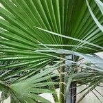 Washingtonia filifera পাতা