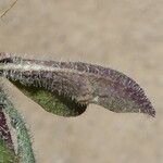 Leontodon hirtus Leaf