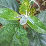 Ecbolium viride Flower