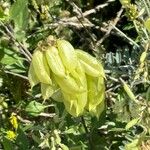 Astragalus penduliflorus ഫലം