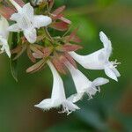 Abelia chinensis Fiore