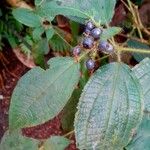 Miconia crenata Feuille