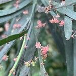 Phyllanthus angustifolius Kukka